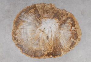 Coffee table petrified wood 53195