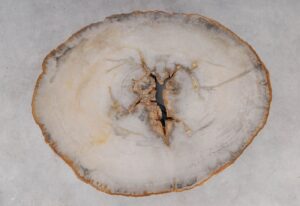 Coffee table petrified wood 53196