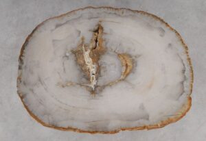 Coffee table petrified wood 53198