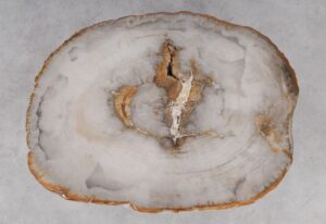 Coffee table petrified wood 53201