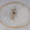 Coffee table petrified wood 53216