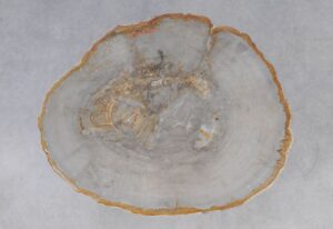 Coffee table petrified wood 53219