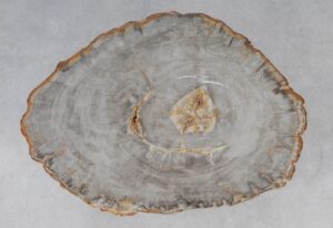 Coffee table petrified wood 53221