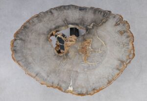 Coffee table petrified wood 53223