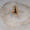 Coffee table petrified wood 53227