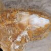 Coffee table petrified wood 53231