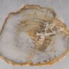 Coffee table petrified wood 53233