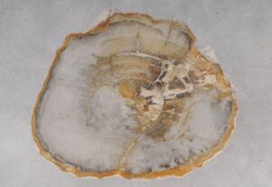 Coffee table petrified wood 53233