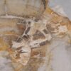 Coffee table petrified wood 53233