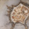Coffee table petrified wood 53236
