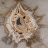 Coffee table petrified wood 53237