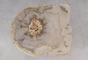 Coffee table petrified wood 53240