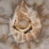 Coffee table petrified wood 53240