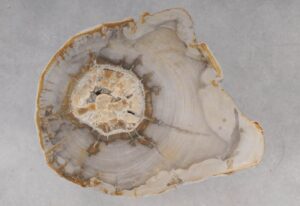 Coffee table petrified wood 53242