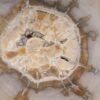 Coffee table petrified wood 53242