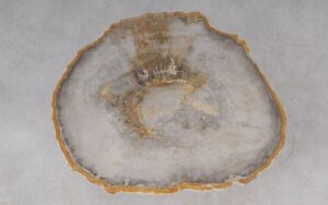 Coffee table petrified wood 53246