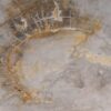 Coffee table petrified wood 53246
