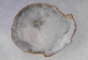 Coffee table petrified wood 53250