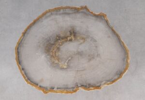 Coffee table petrified wood 53251