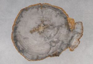 Coffee table petrified wood 53252