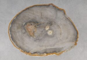 Coffee table petrified wood 53253