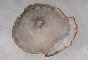 Coffee table petrified wood 53258