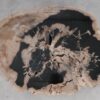 Coffee table petrified wood 53281