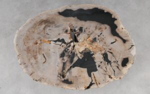 Coffee table petrified wood 53282