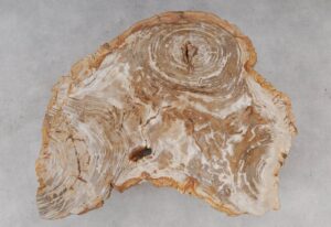 Coffee table petrified wood 53283