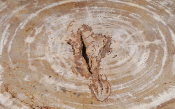 Coffee table petrified wood 53283