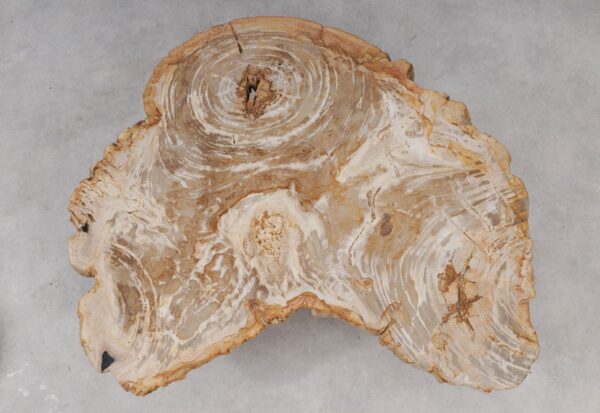 Coffee table petrified wood 53284