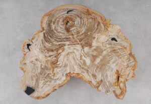 Coffee table petrified wood 53285