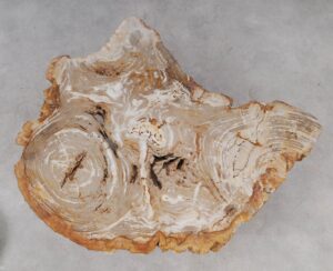 Coffee table petrified wood 53288