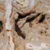 Coffee table petrified wood 53288