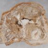 Coffee table petrified wood 53291