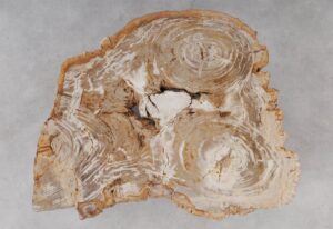 Coffee table petrified wood 53291