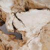 Coffee table petrified wood 53291