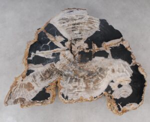 Coffee table petrified wood 53315