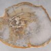 Coffee table petrified wood 53334