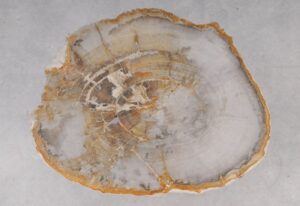 Coffee table petrified wood 53334