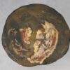 Coffee table petrified wood 53356
