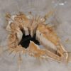 Coffee table petrified wood 53459