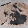 Coffee table petrified wood 53461