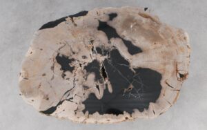 Coffee table petrified wood 53461