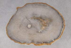 Coffee table petrified wood 53462