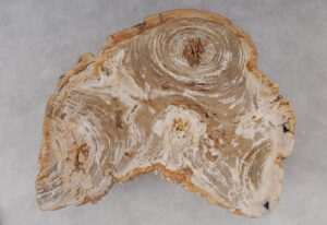 Coffee table petrified wood 53464