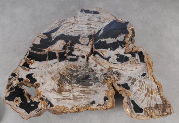 Coffee table petrified wood 53470