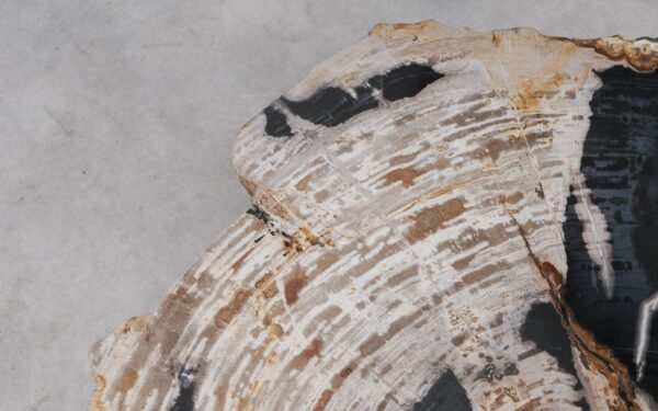 Coffee table petrified wood 53470