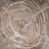 Coffee table petrified wood 53471