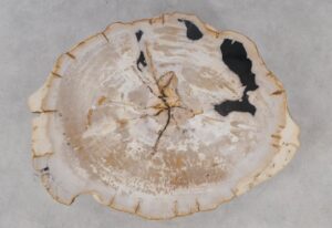 Coffee table petrified wood 53474